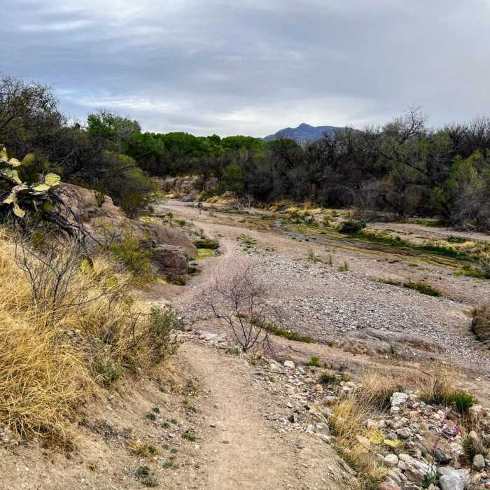 Near Arizona Trail Passage 8: Rincon Valley