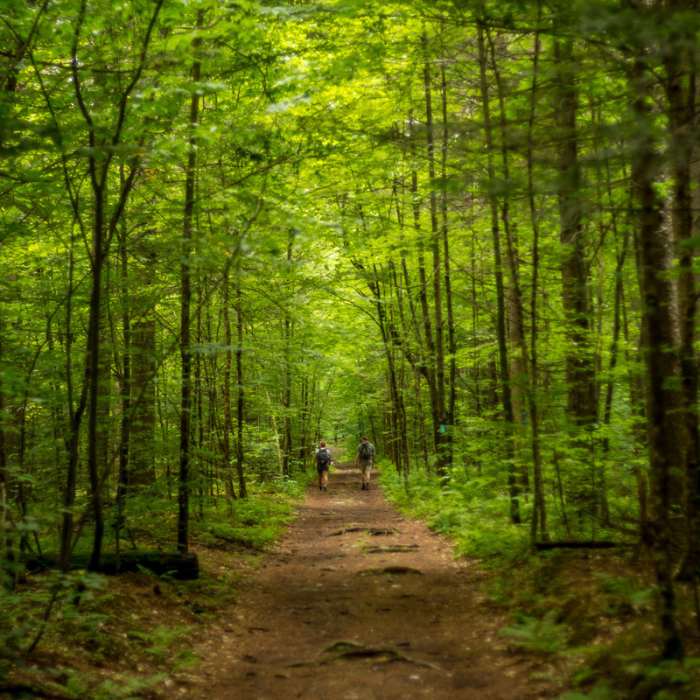Beginning level section of the Bucklin Trail. Near Bucklin Trail