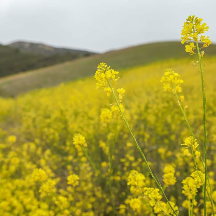 Near Gaviota Pass Overlook