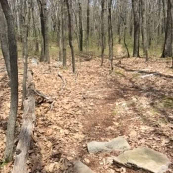 An ascent along the Big Mountain Trail is not without its share of leaf-covered rocks. Near Dark Woods / Big Mountain Loop