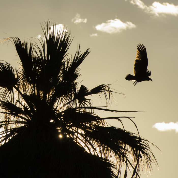 Near Oasis of Mara Trail