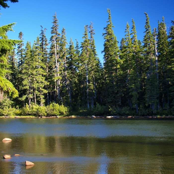 Near Thomas Lake Trail #111