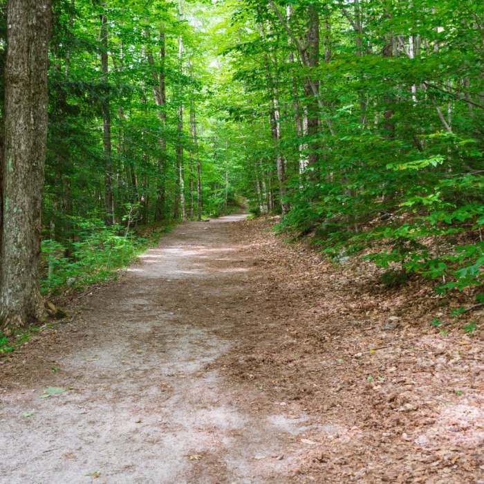 Near Mount Cardigan via the Holt Trail Loop