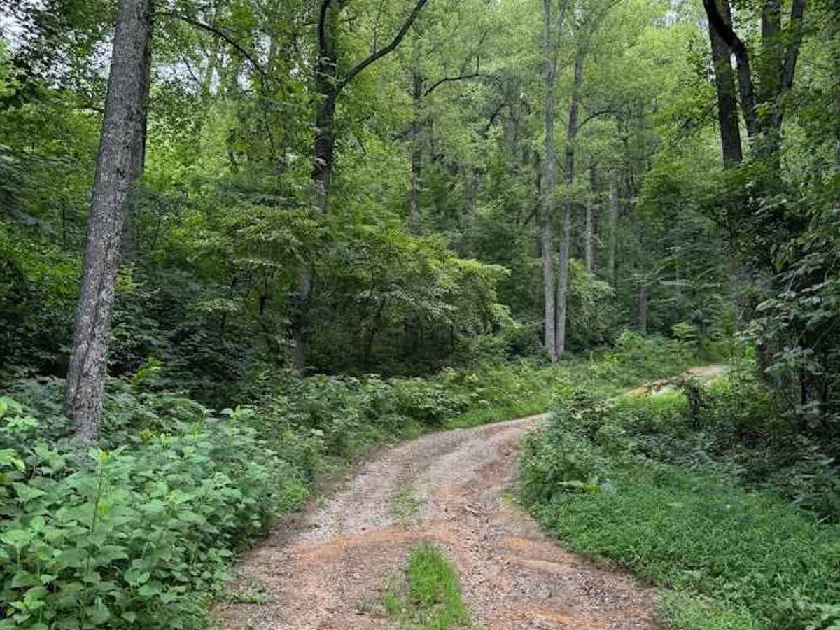 Bear Tolley trail photo