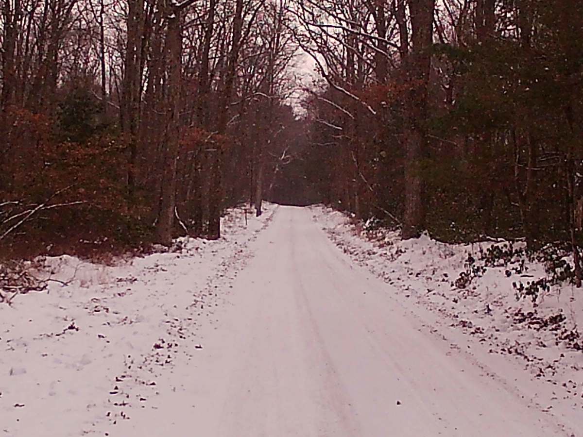 Butternut Grove Road photo 6