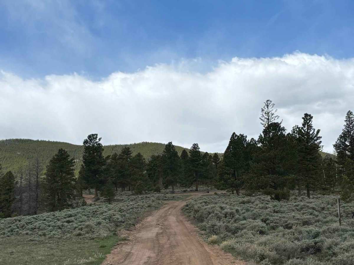 Velvet Buck Road photo 2