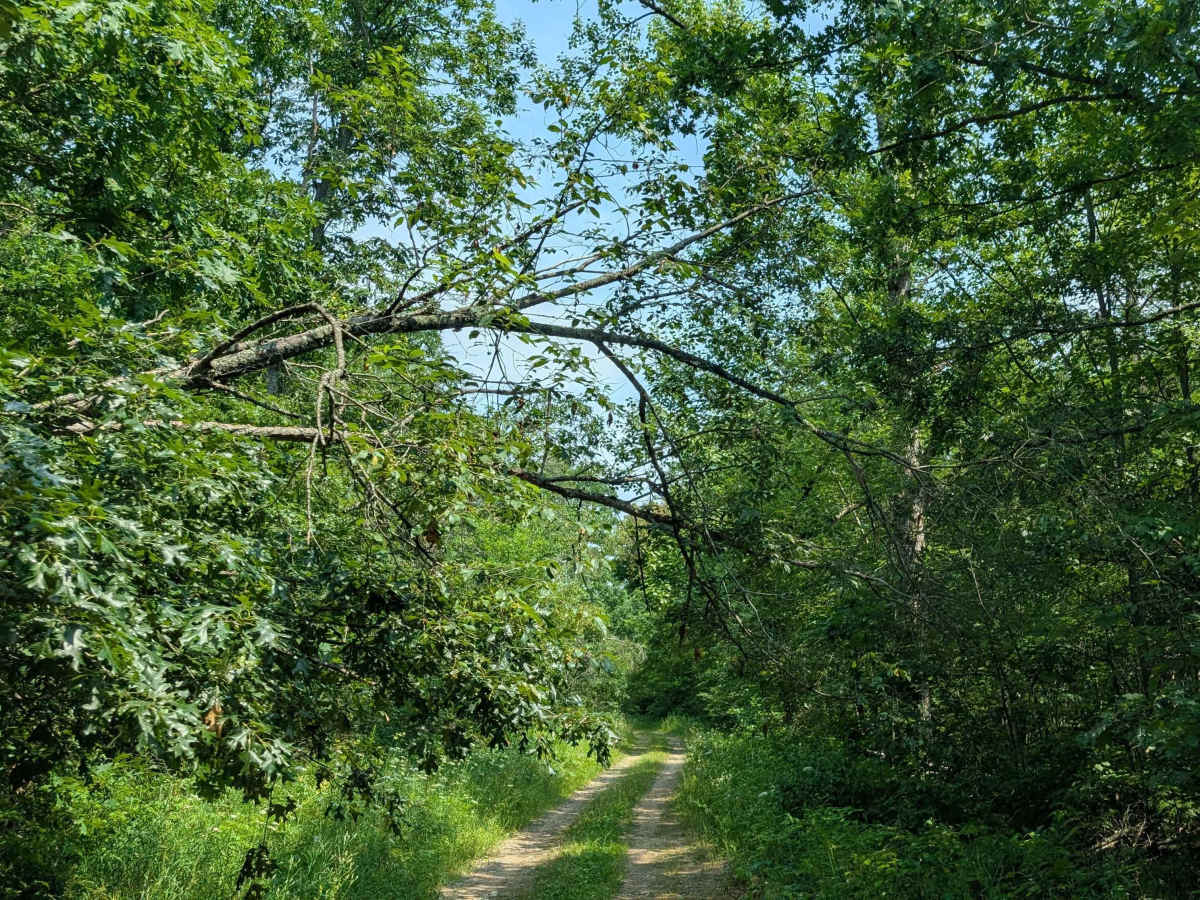 Smith Road - FS 4312  photo 6