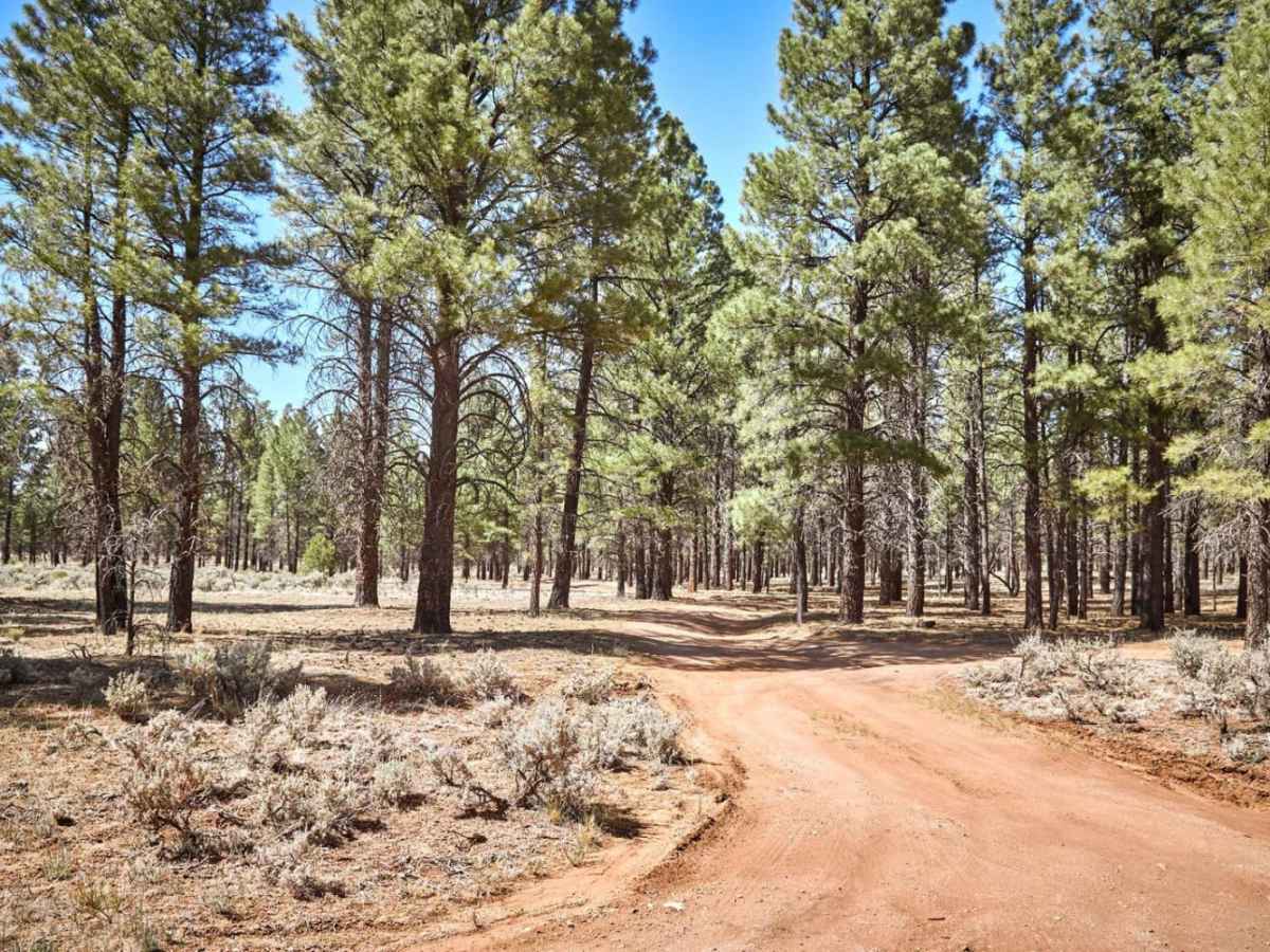 FR 306S trail photo