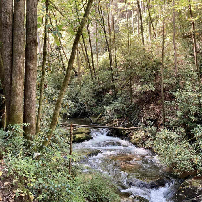 Near Hemlock Falls Near Hemlock Falls