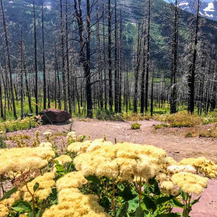 Near Saint Mary Falls