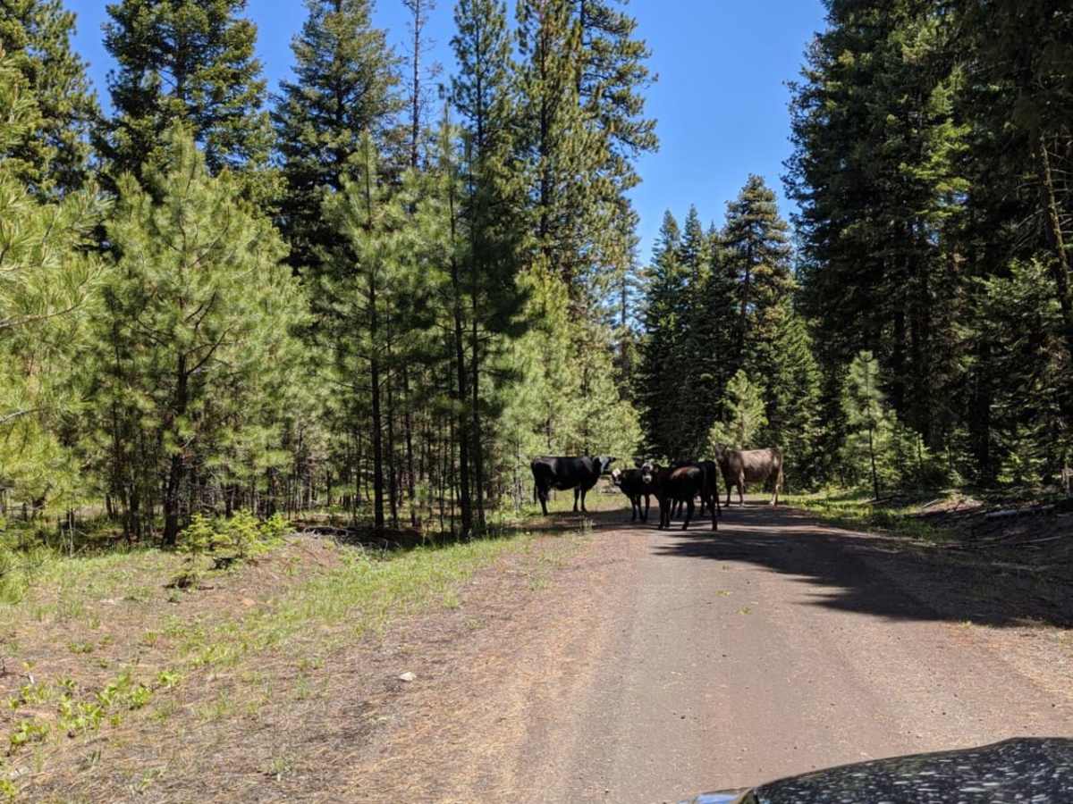 Wild Cattle Trail photo 3