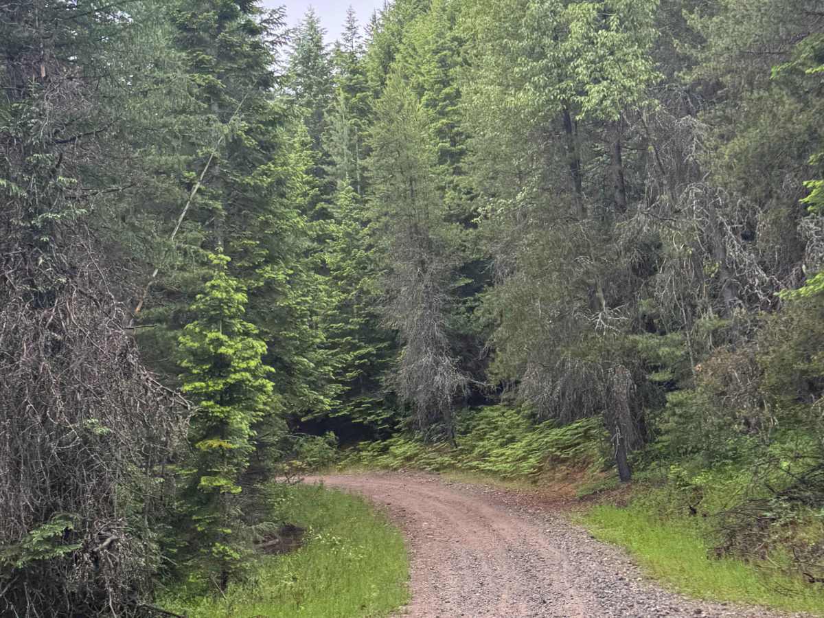 Woodrat Trail - FS 1048 photo 4