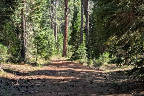 Bear Wallow East - FS 40N12
