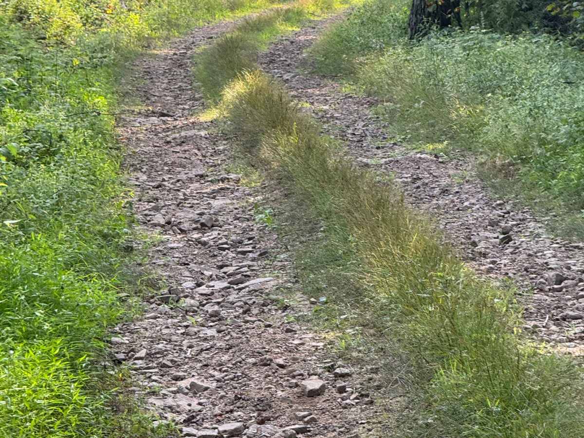 McKees Run Road photo 6