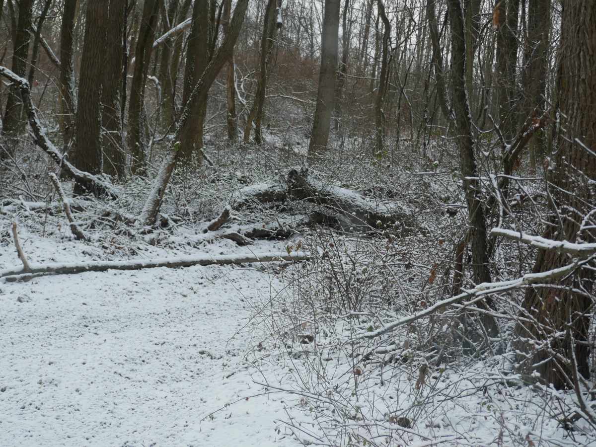 Trail 40 photo 2