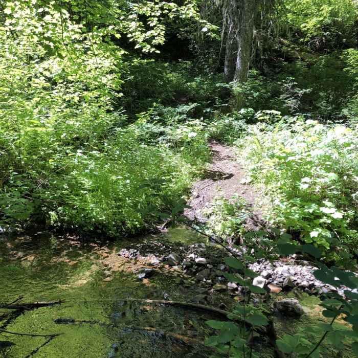 Near Tiger Creek