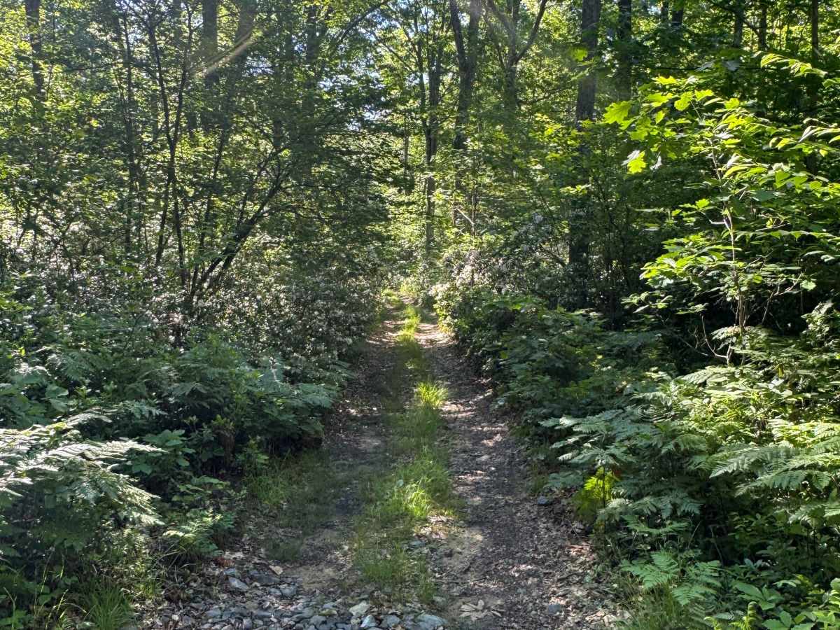 Francis Trail photo 2