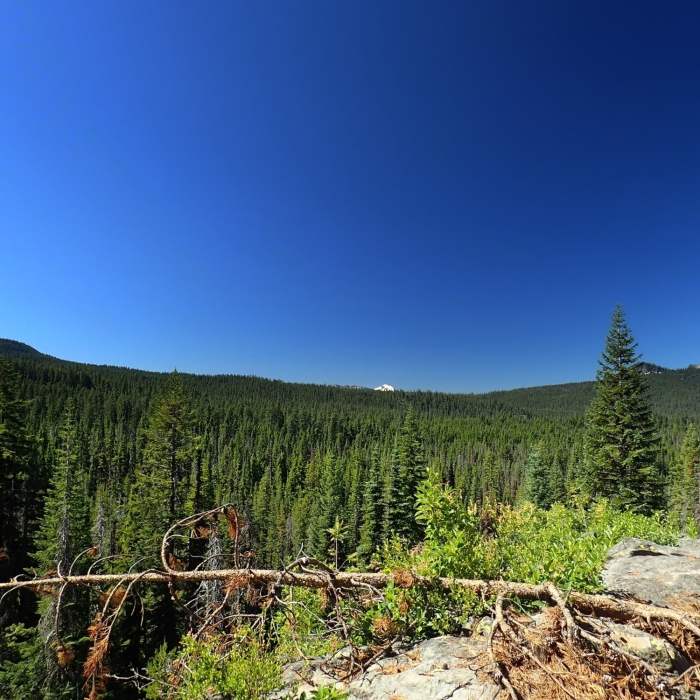 Near Stuart Falls Trail