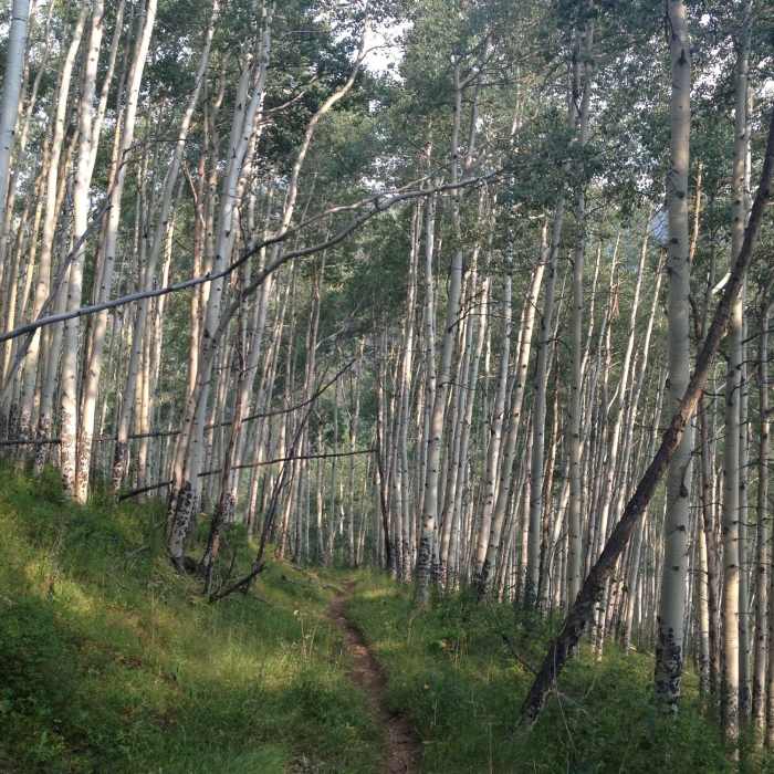 Near Game Creek Trail