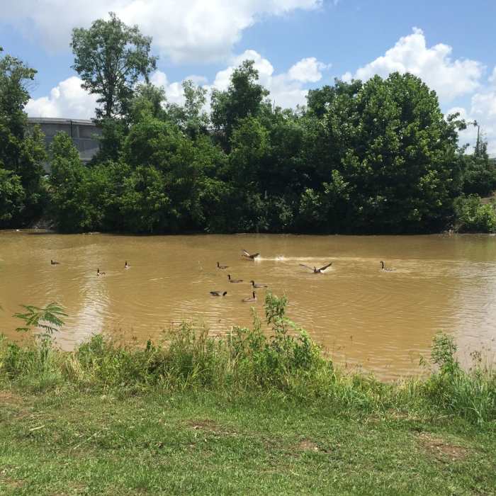 Third Creek Greenway Near Third Creek Greenway