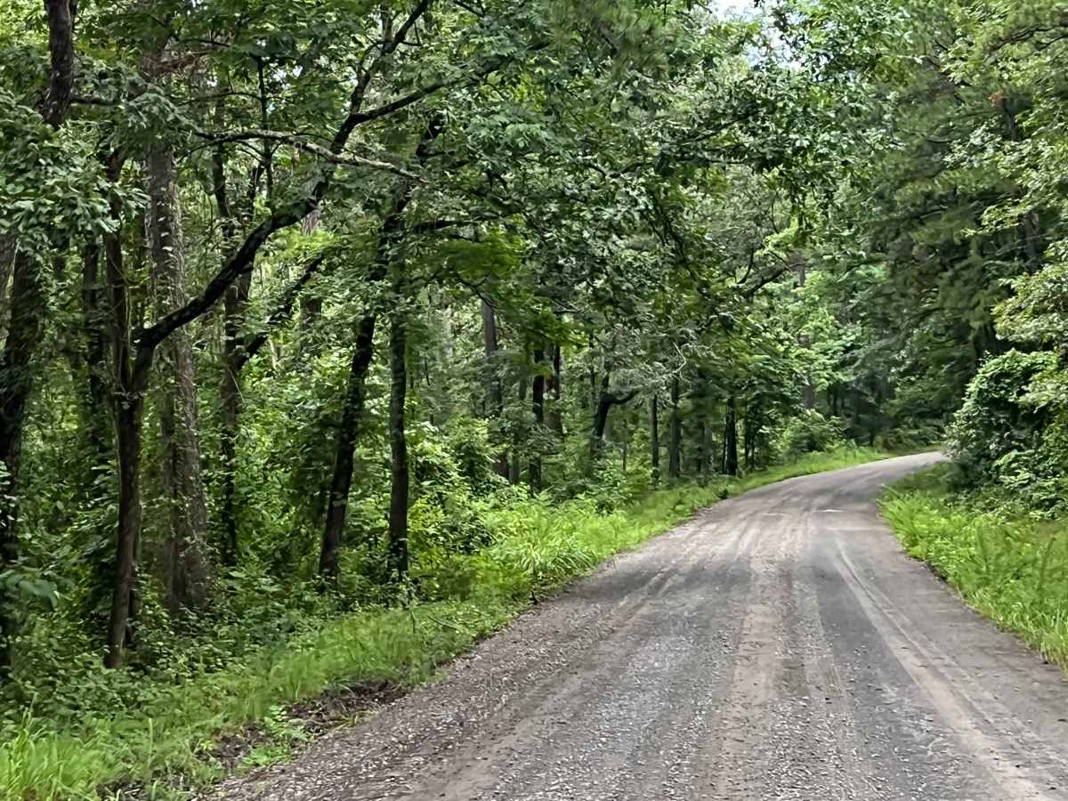 Foresty Road photo 5