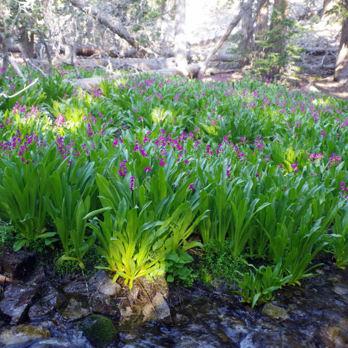 Near Alpine Lakes Loop
