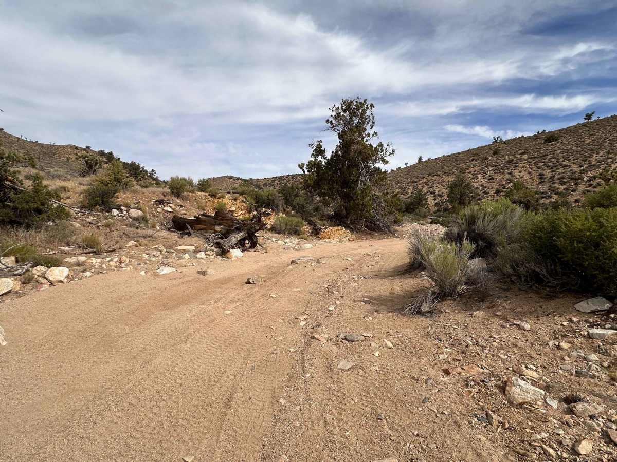 Antelope Double Track photo 2