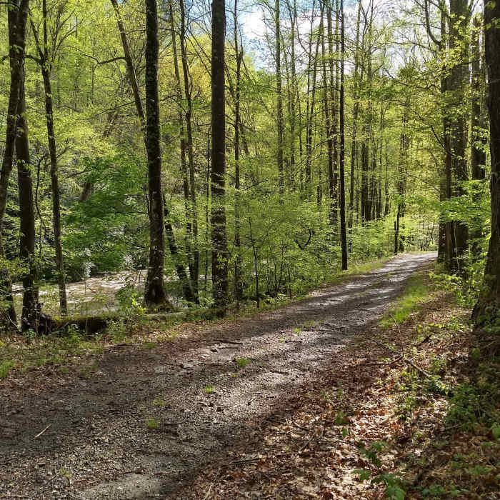 A sunny, early Spring afternoon near the Lakeshore Trail terminus of Hazel Creek Trail. Near Hazel Creek Trail