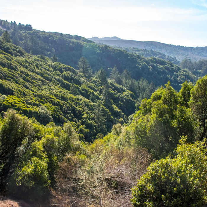 Near Dipsea Trail and Ben Johnson Loop