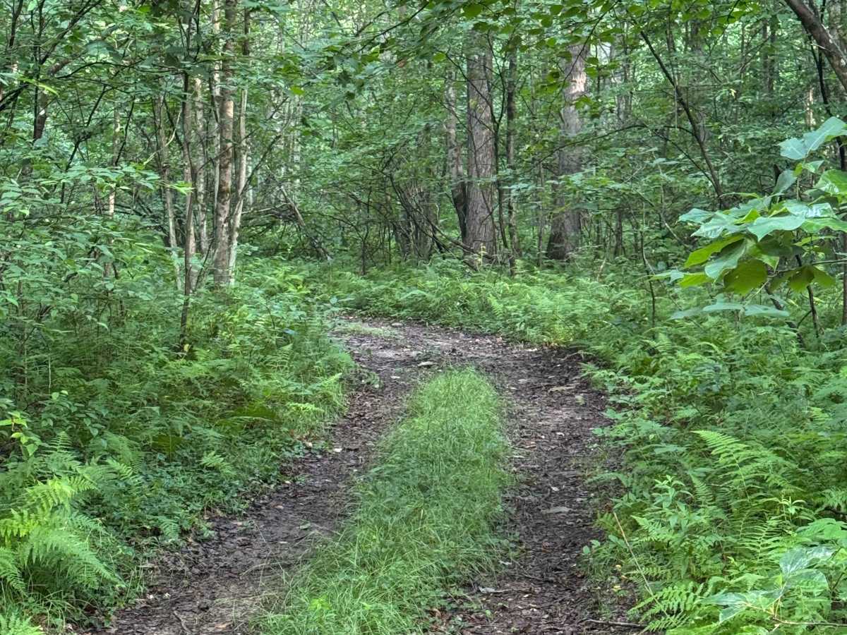 Trail 49 photo 6