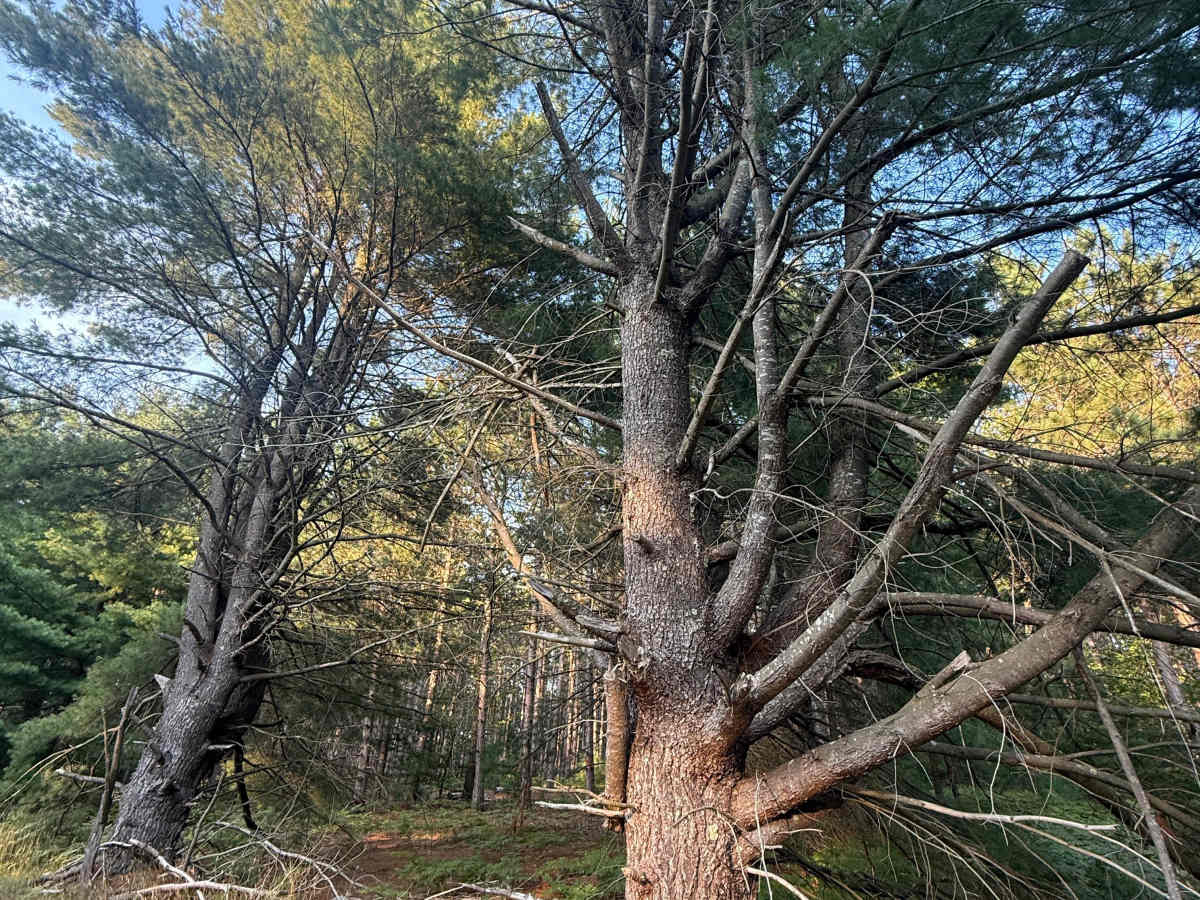 8.6-1/2 Trail photo 6