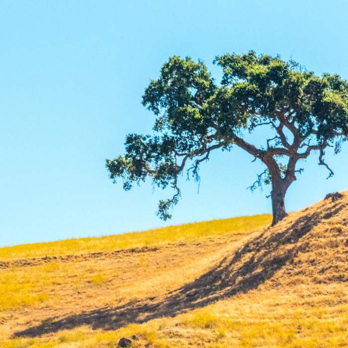 Near Castle Rock Trail via Stage Road Trail