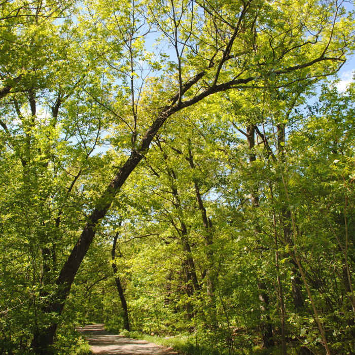 Middlesex Fells Reservation Near Cross Fells Trail