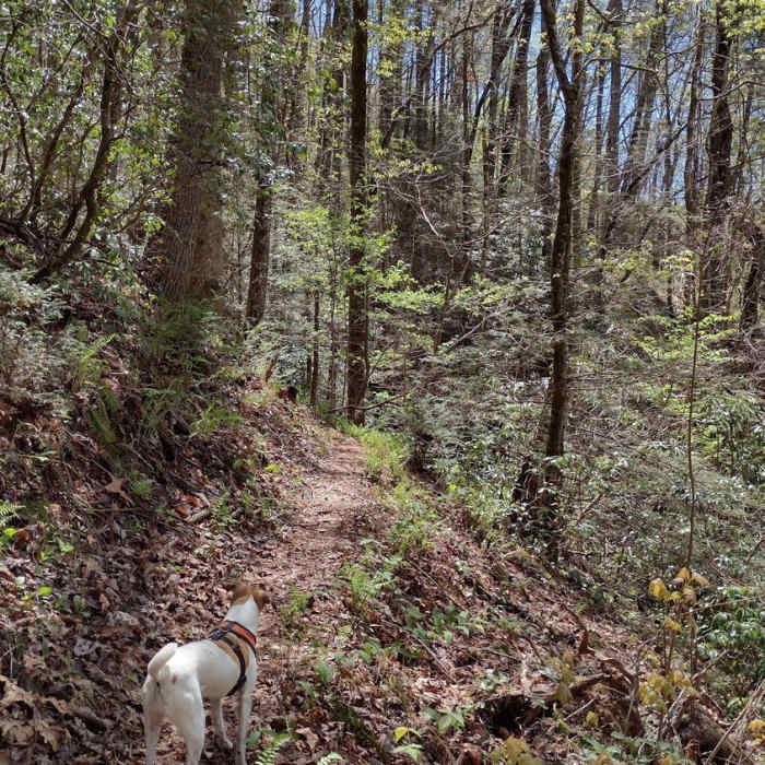 Near Fork Mountain Trail #322