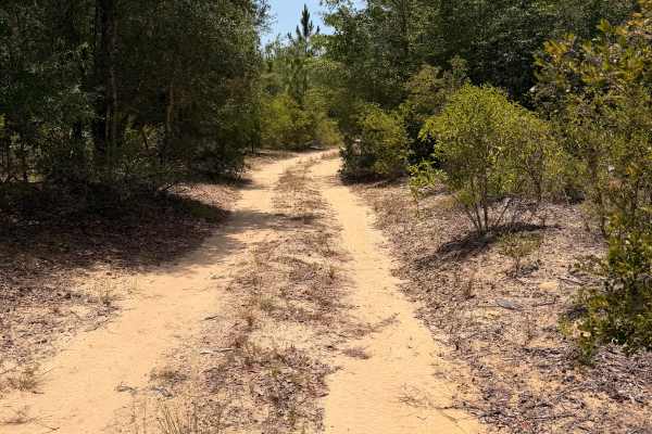 Swamp Camp Trail