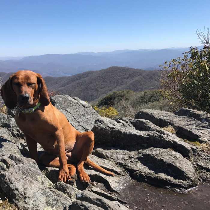 Lunch time, and maybe time for a nap, at The Hangover. Joyce Kilmer Slickrock Wilderness. Near Slickrock and Citico Wilderness Loop
