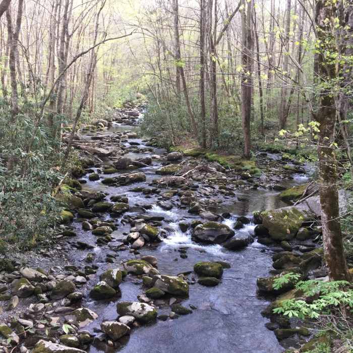 Porters Creek is a welcome companion along the trail. Near Porters Creek Trail