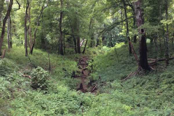 Grassy Lakes Wildlife Management Area (WMA) Central Trail