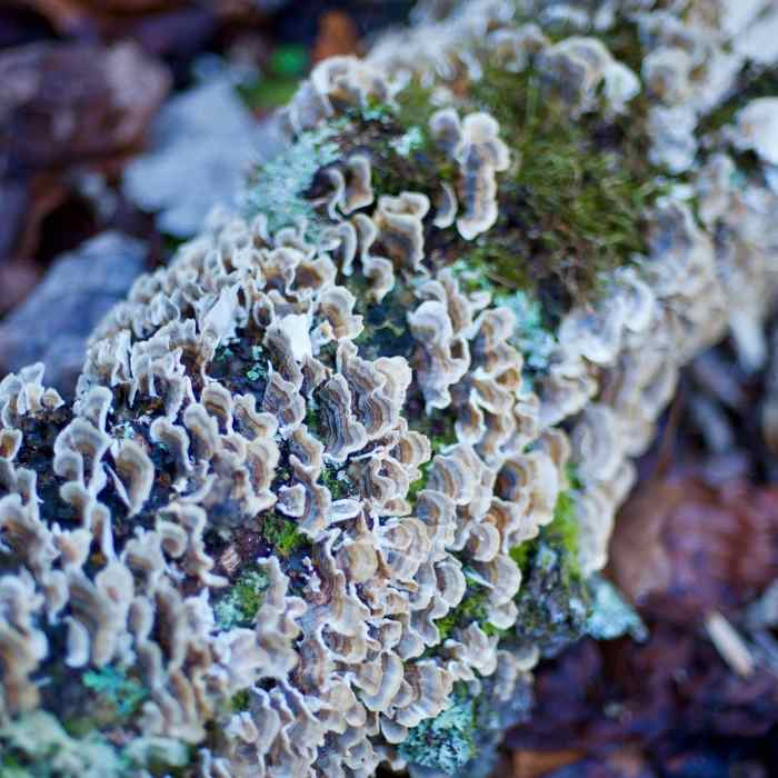 Moss, lichen, mushrooms, and other plants that enjoy moist climates begin to appear alongside the trail. Near Mingus Creek Trail