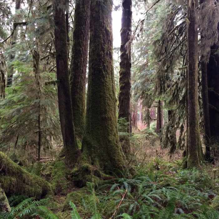 Gatton Creek Trail 23 Near Resort Trail