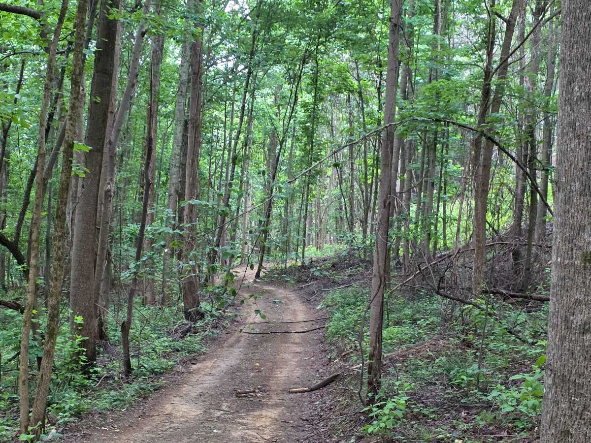 Parallel Pines trail photo