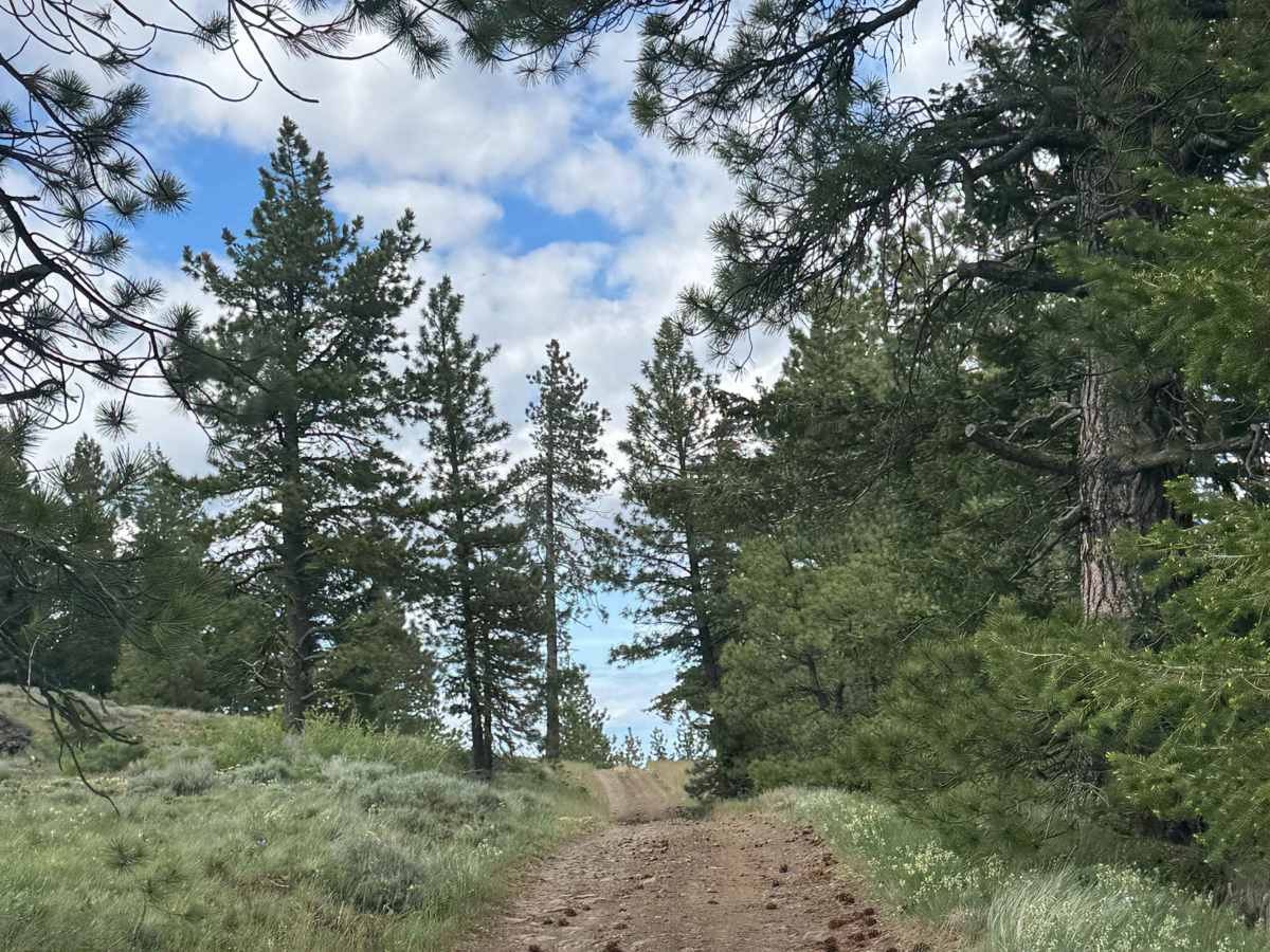 Lookout Road trail photo