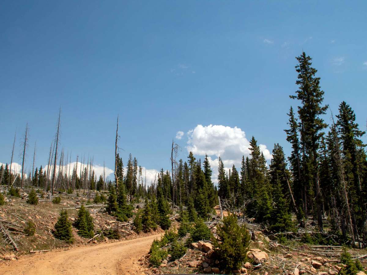 Elkhorn Loop - FS 10117 photo 3