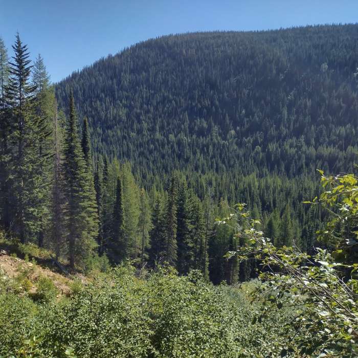 The nearby forested ridge to the east is the opposite side of the Snow Creek valley. Although unseen, Snow Creek runs along the bottom of the valley below. Seen from Bottleneck Lake Trail. Near Bottleneck Lake Out-and-Back
