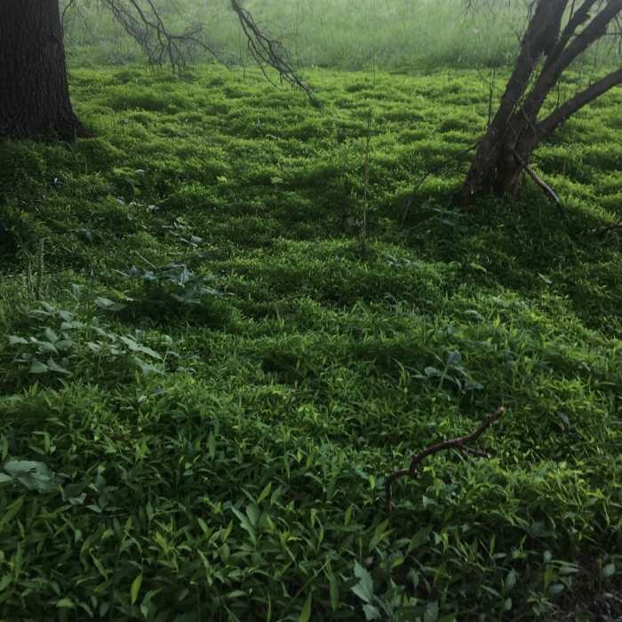 New stiltgrass along the Mason Farm - Main Trail. Near Mason Farm Main Trail