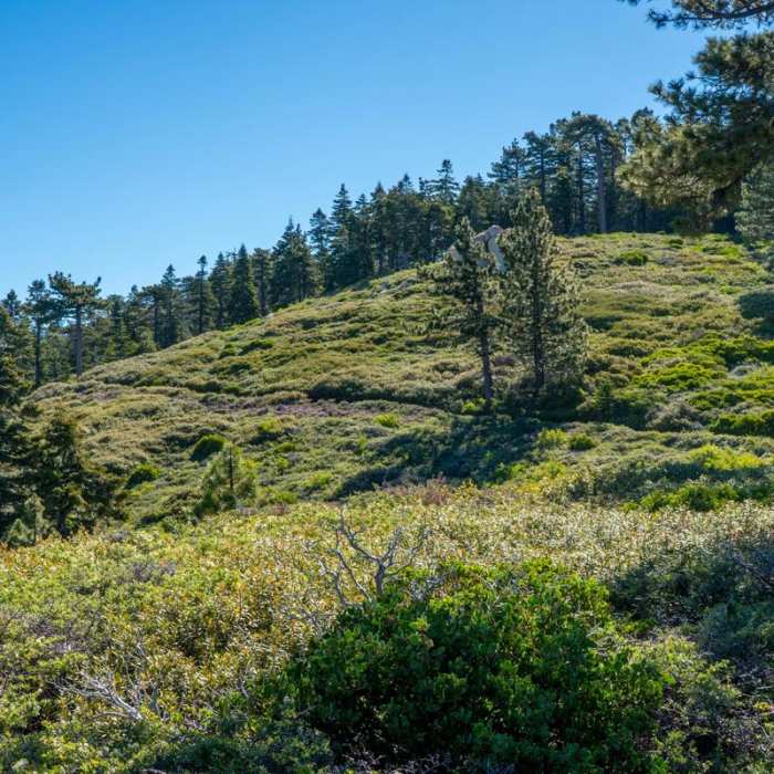 Near San Bernadino Peak via Angelus Oak