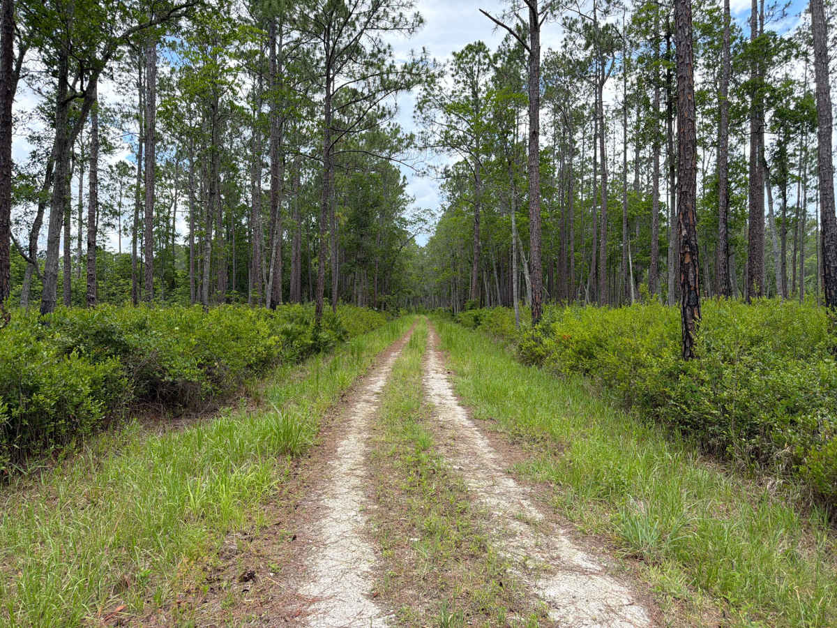 Sandy Drain Road photo 6