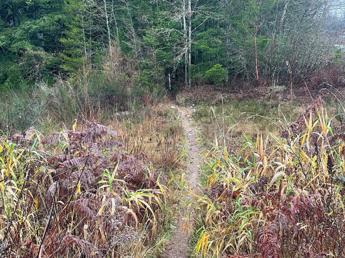 Dark Woods photo 3
