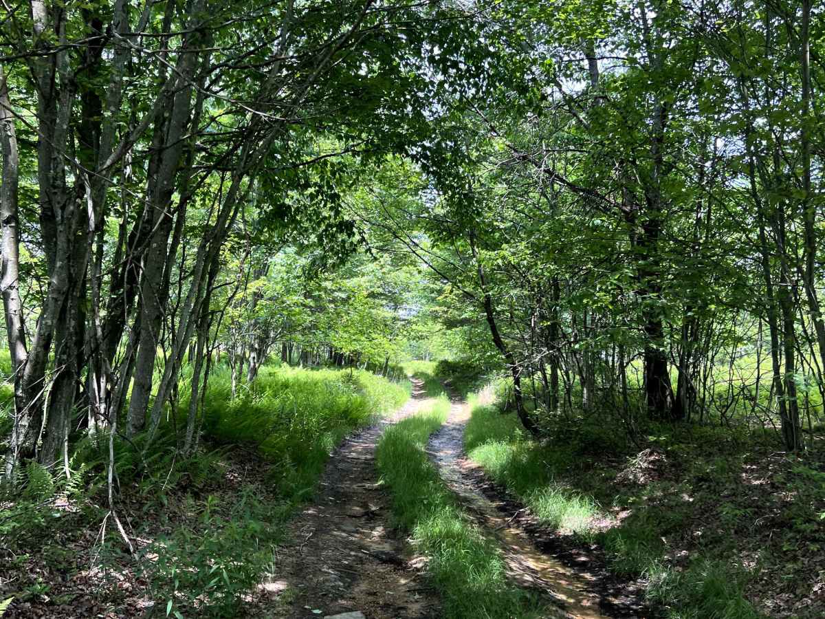 Camp Lookout Trail photo 3