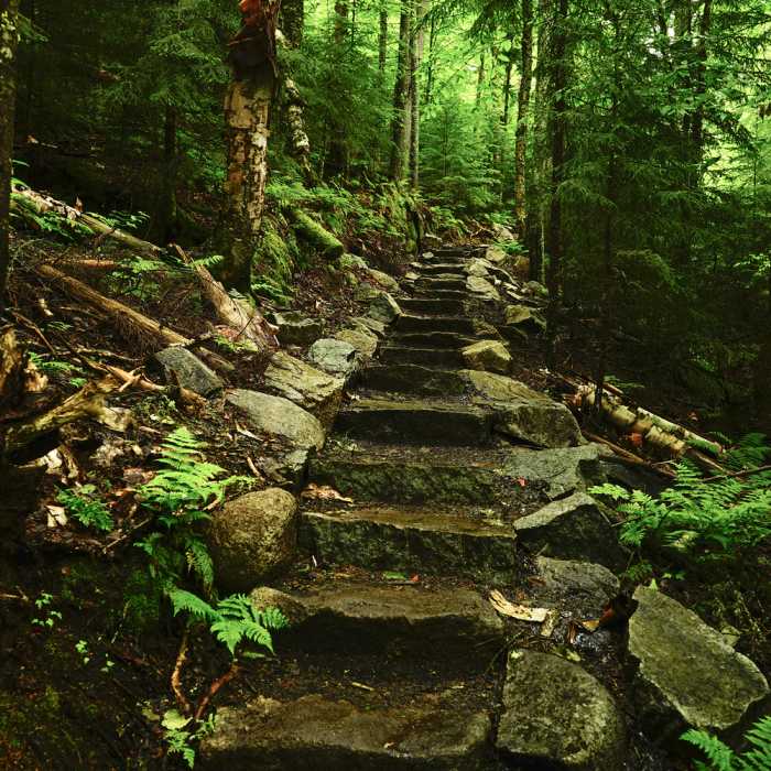 The improved trail is like this the entire length. Can't give the trail crew responsible for this enough credit. Near Mount Van Hoevenberg East Trail